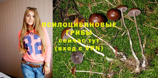 прущие грибы Медвежьегорск